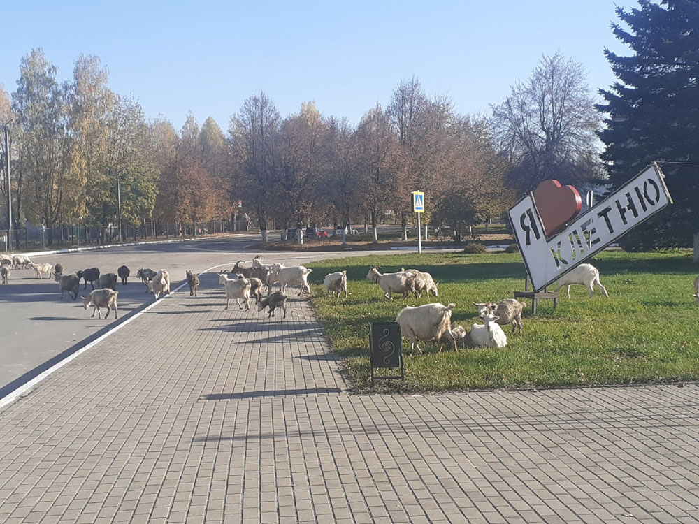 В Клетне запечатлели культпоход стада коз