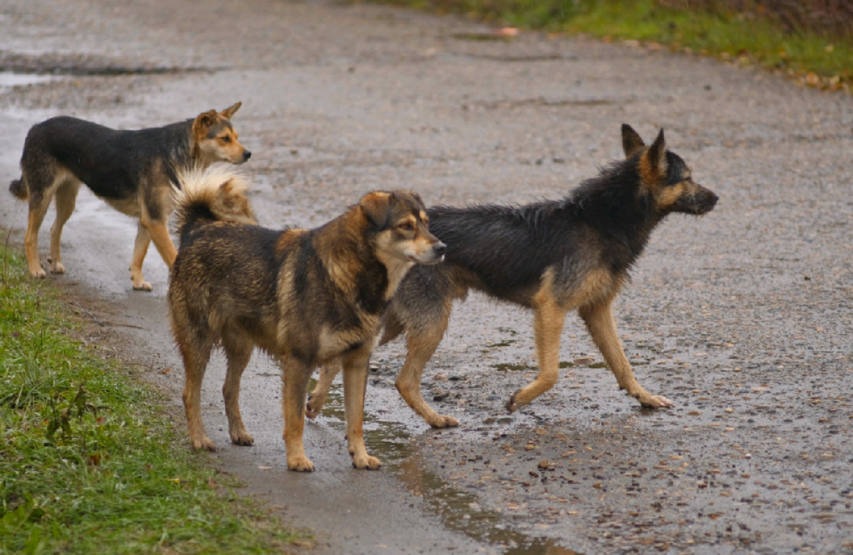 Жители Унечи просят убрать с улицы стаю агрессивных собак