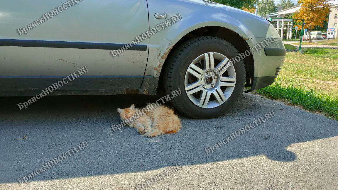 В Новозыбкове ночью «разули» припаркованный автомобиль