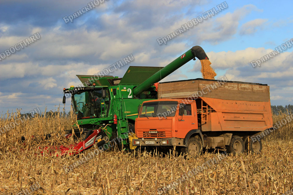 В Новозыбковском округе кукуруза на полях оставалась до предзимья