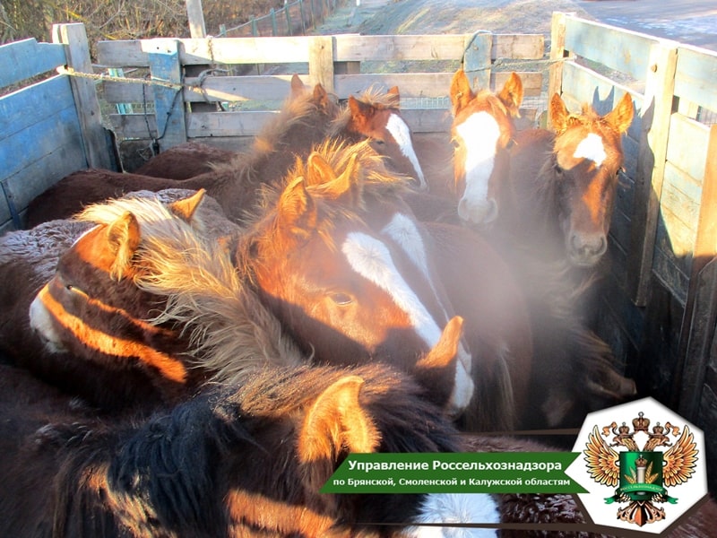 Из Брянской области на территорию Беларуси возвращено 11 лошадей