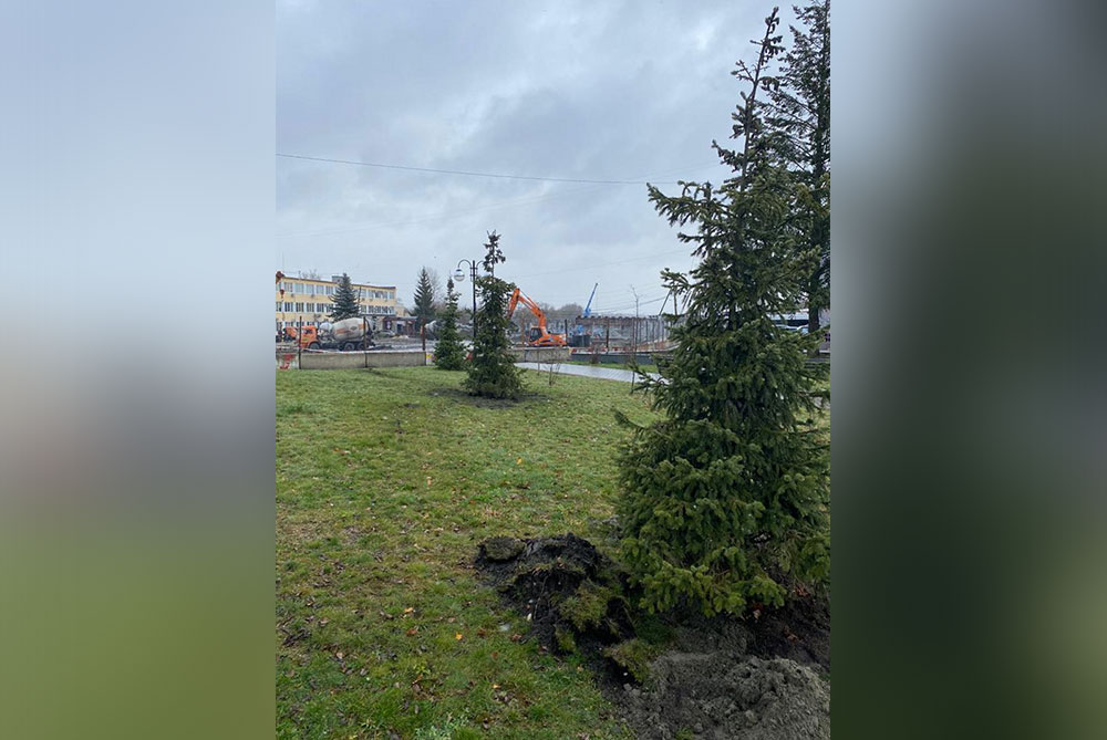 В Брянске бережно пересадили деревья, попавшие в зону строительства моста на набережной