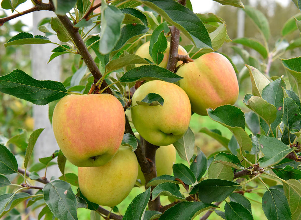 Яблочки из уникального фруктового сада Клетнянского района