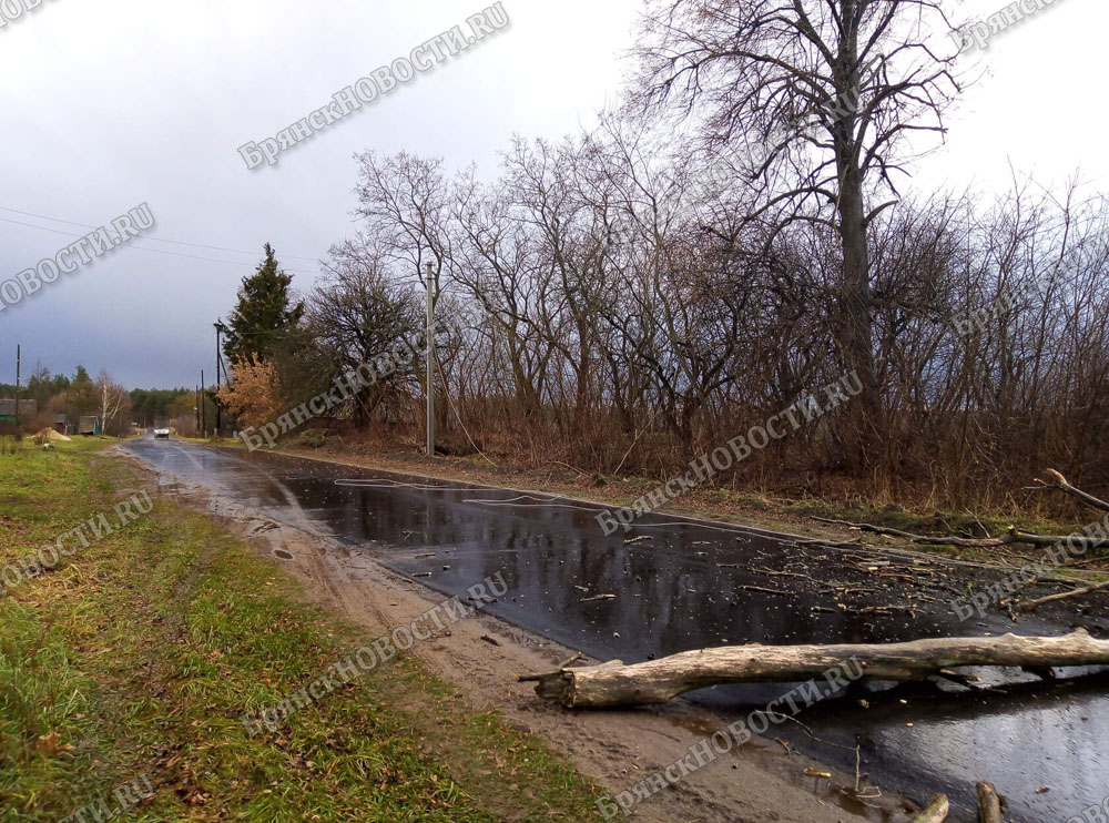 В Новозыбковском районе на дорогах лежат упавшие деревья