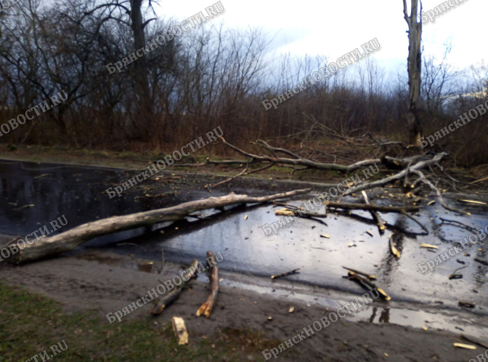 Поваленные стихией деревья в Новозыбкове убирали и в понедельник
