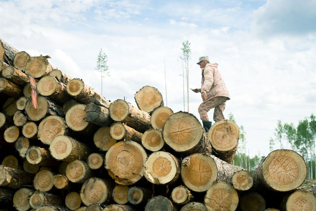 Заготовка деловой древесины