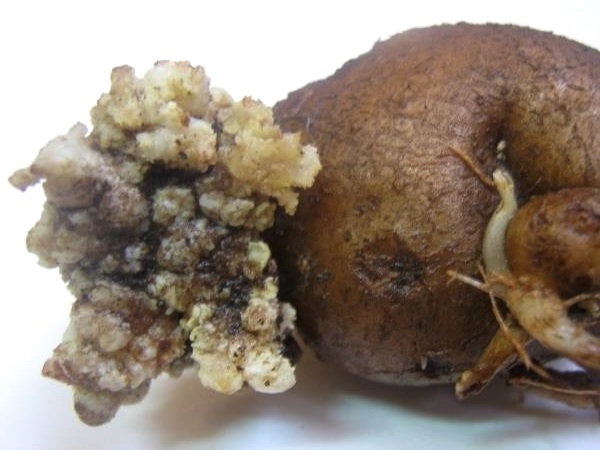 Огородникам Брянской области не удается избавить урожай от рака картофеля
