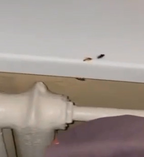 Тараканы оккупировали ковидный госпиталь в Брянске
