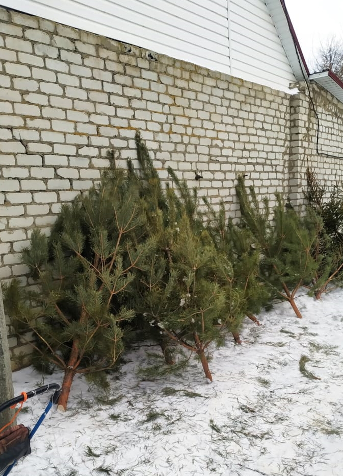 Уголовное дело завели на срубившего ёлочку в лесу Брянской области