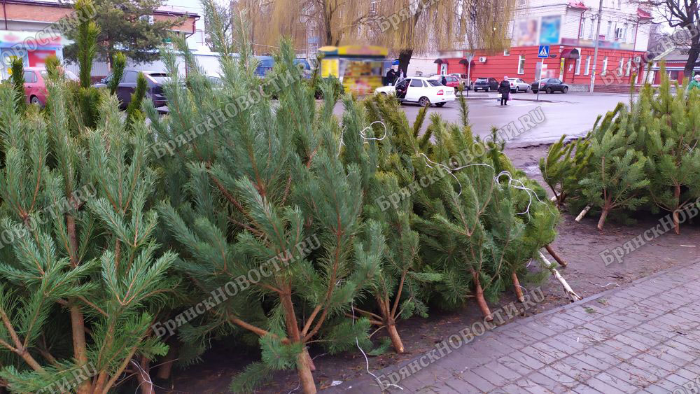 Елки в городе? Старт продаж новогодних красавиц в Новозыбкове затягивается