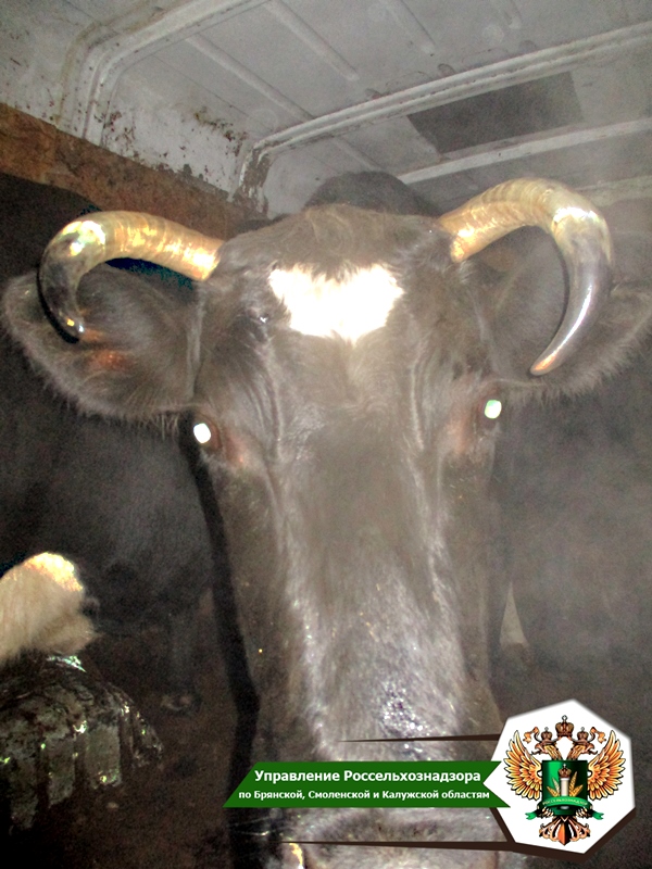 Четыре коровы из Брянской области вернули на территорию Республики Беларусь