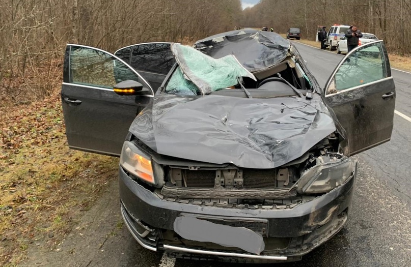 В ДТП с лосем на брянской трассе погиб пассажир автомобиля