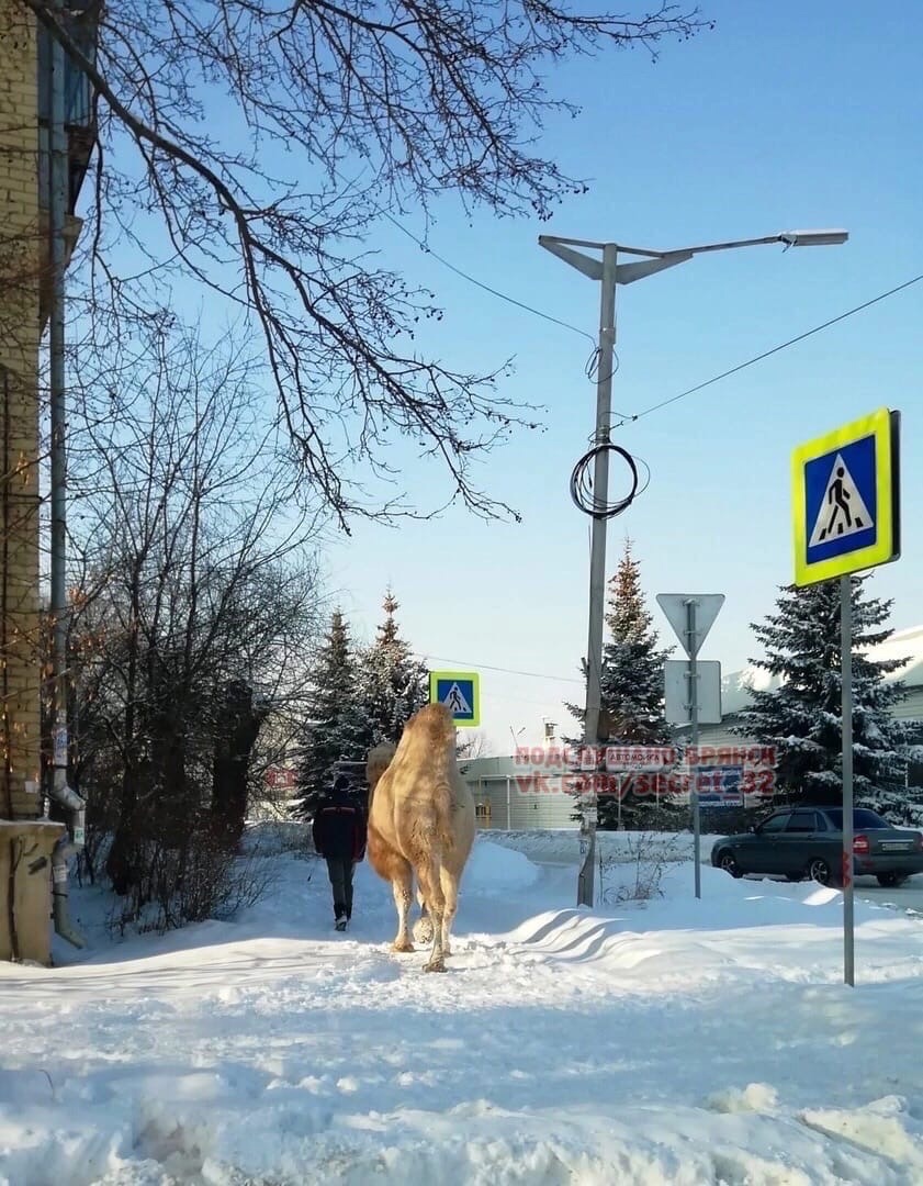 Жителей Брянска удивил верблюд в зимнем городе