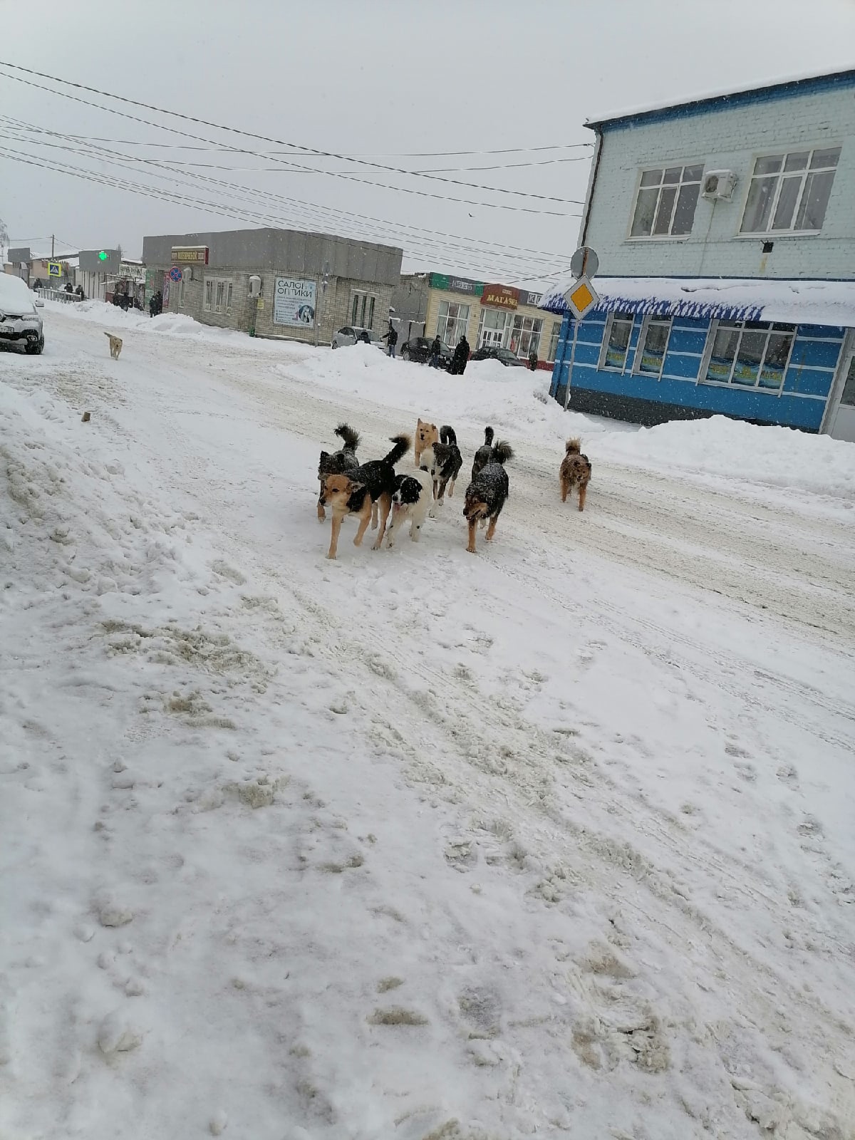 Жители Карачева пожаловались на стаю собак