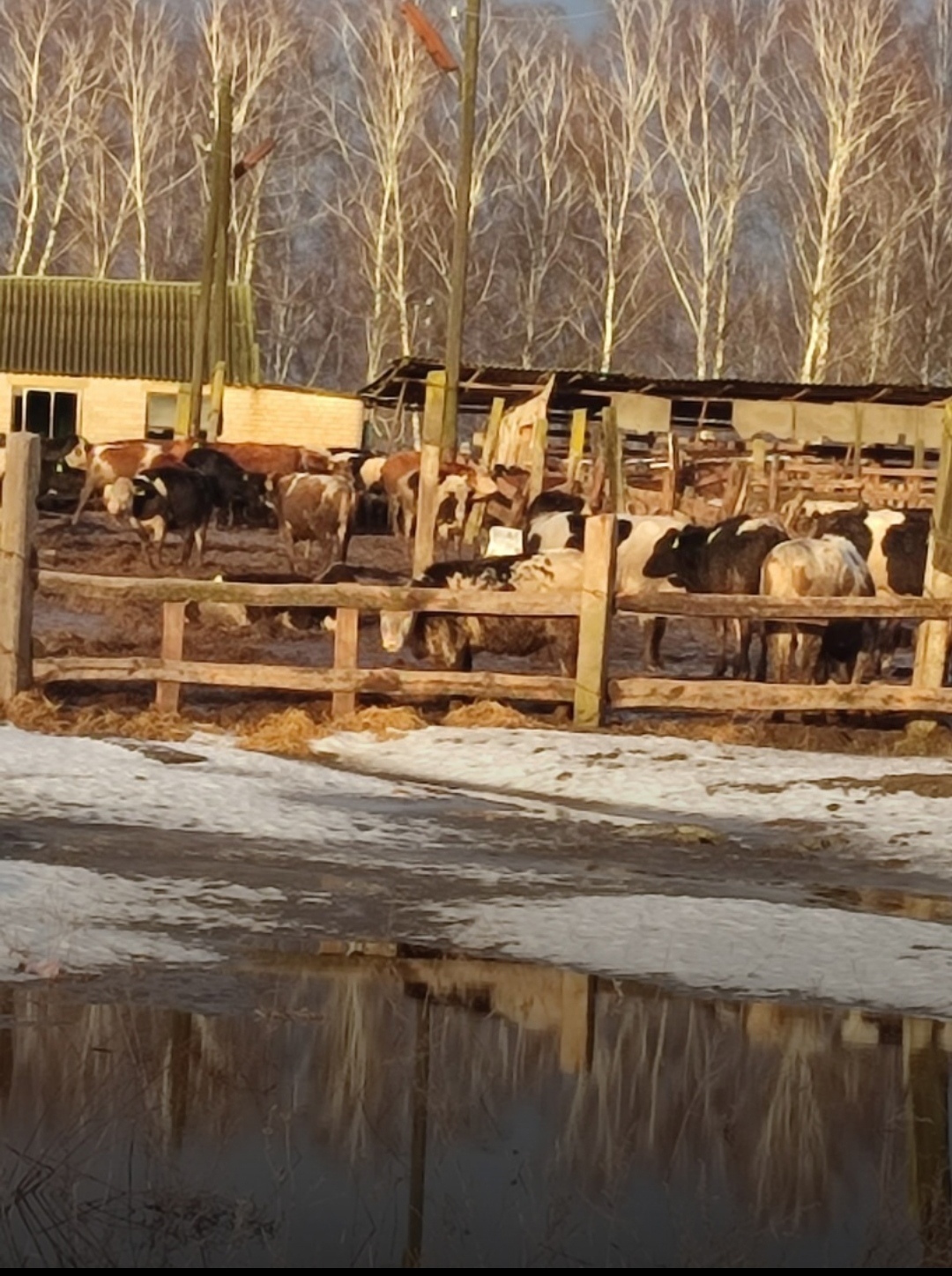 В Климово показали коров в ужасных условиях содержания
