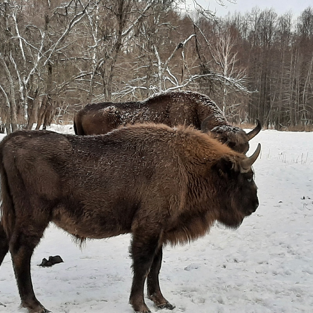Заповедник «Брянский лес» приглашает на зимние экскурсии к зубрам