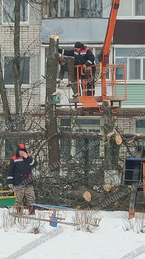 Обрезали до скворечника дерево в детском саду в Новозыбкове