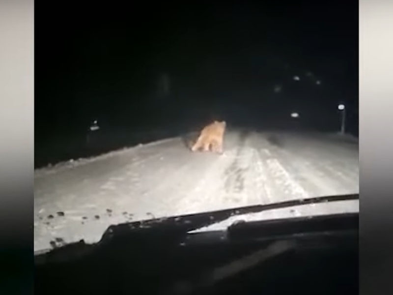 Самый известный медведь брянских лесов Арсений прожил 31 год и был застрелен