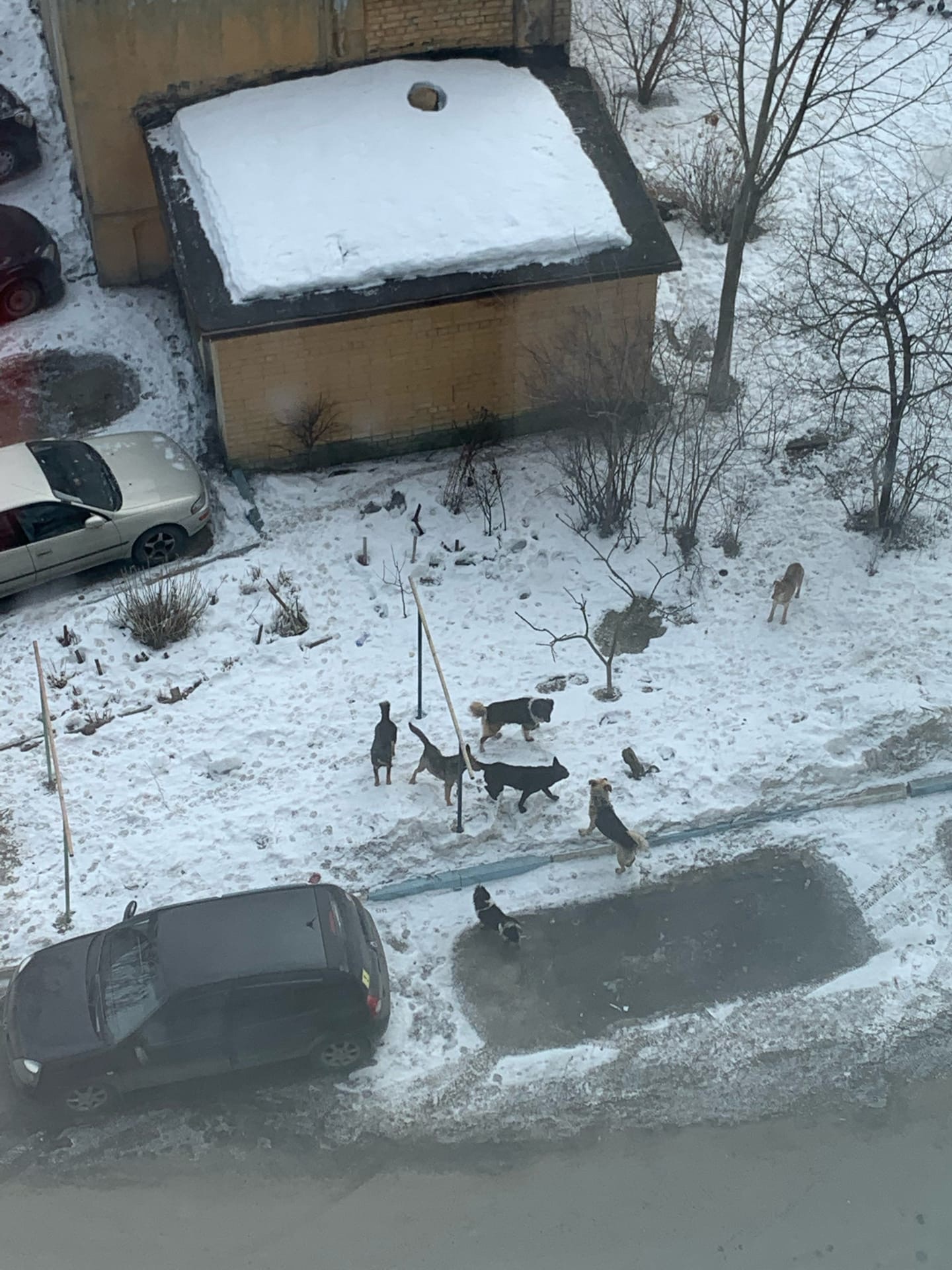 Они чувствуют себя хозяевами двора»: жители Брянска о своре бездомных собак  • БрянскНОВОСТИ.RU