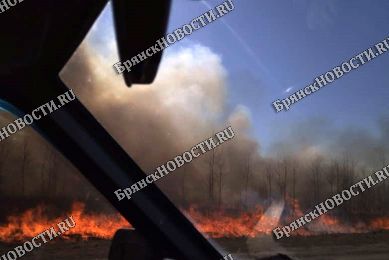 Десятки пожаров сухой травянистой растительности зафиксированы на территории Брянской области