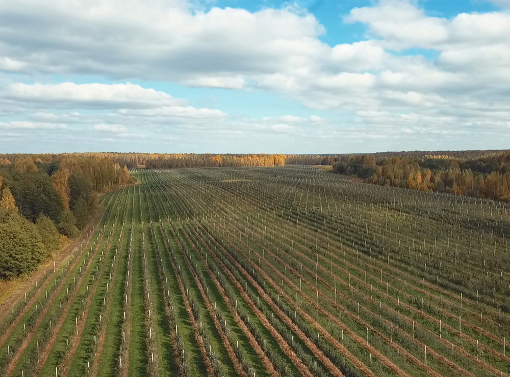 В Брянской области готовятся вырастить 1300 тонн яблок
