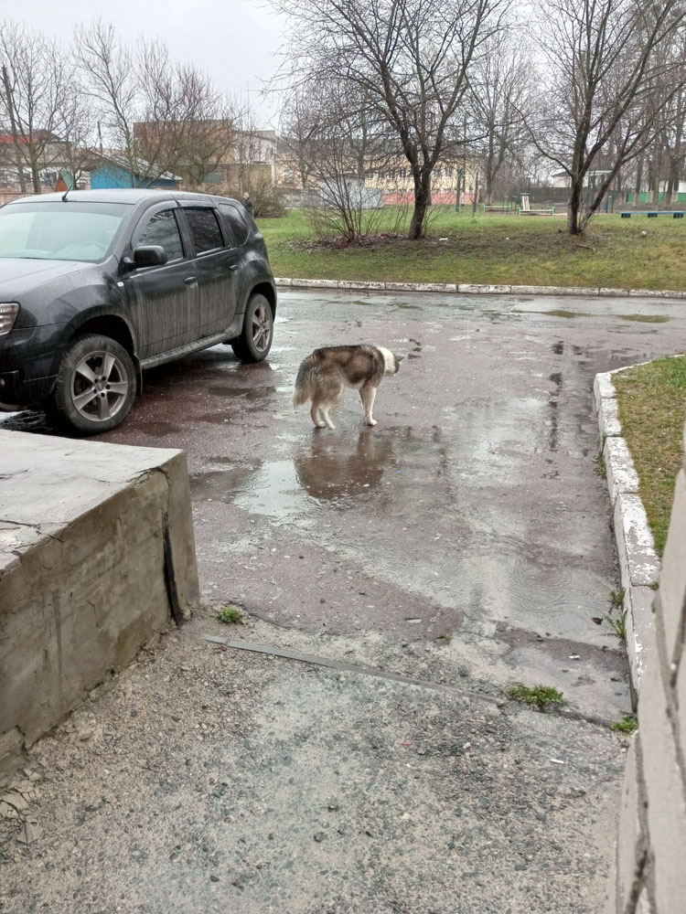 «Скулили, прижалась, руки облизывали». Жители Климово рассказали о реакции домашних животных во время обстрела ВСУ