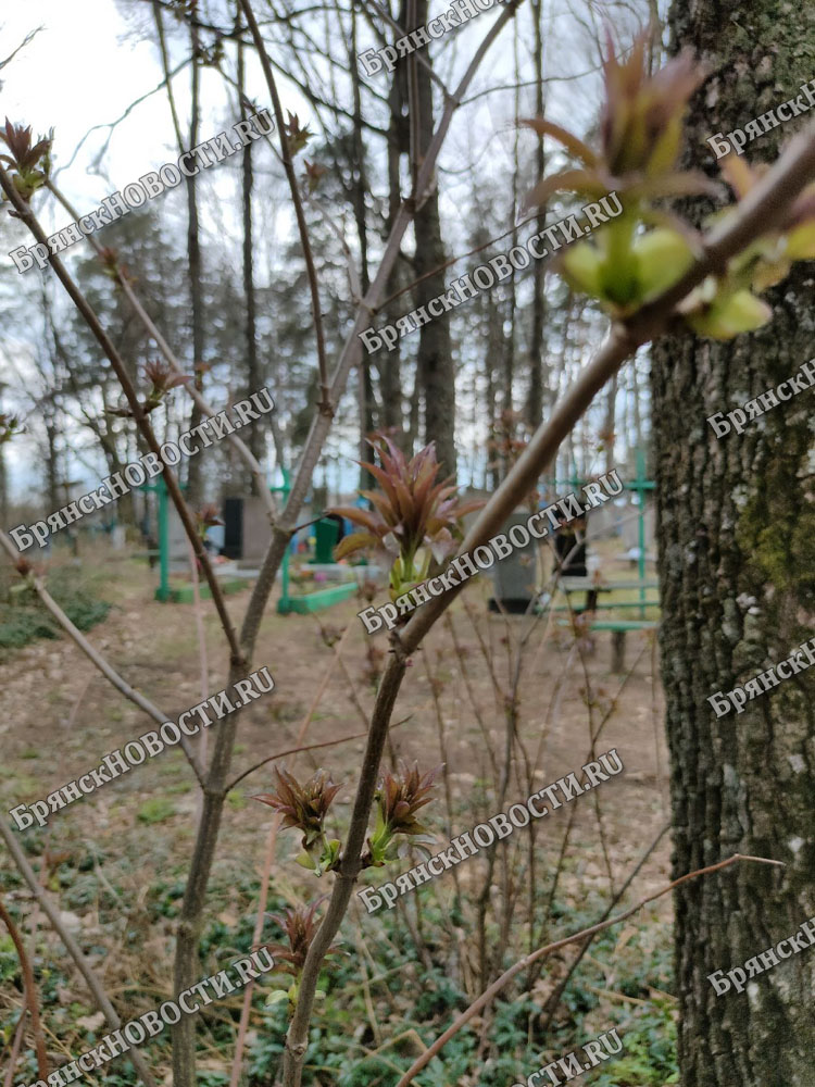 Дожди в Брянской области