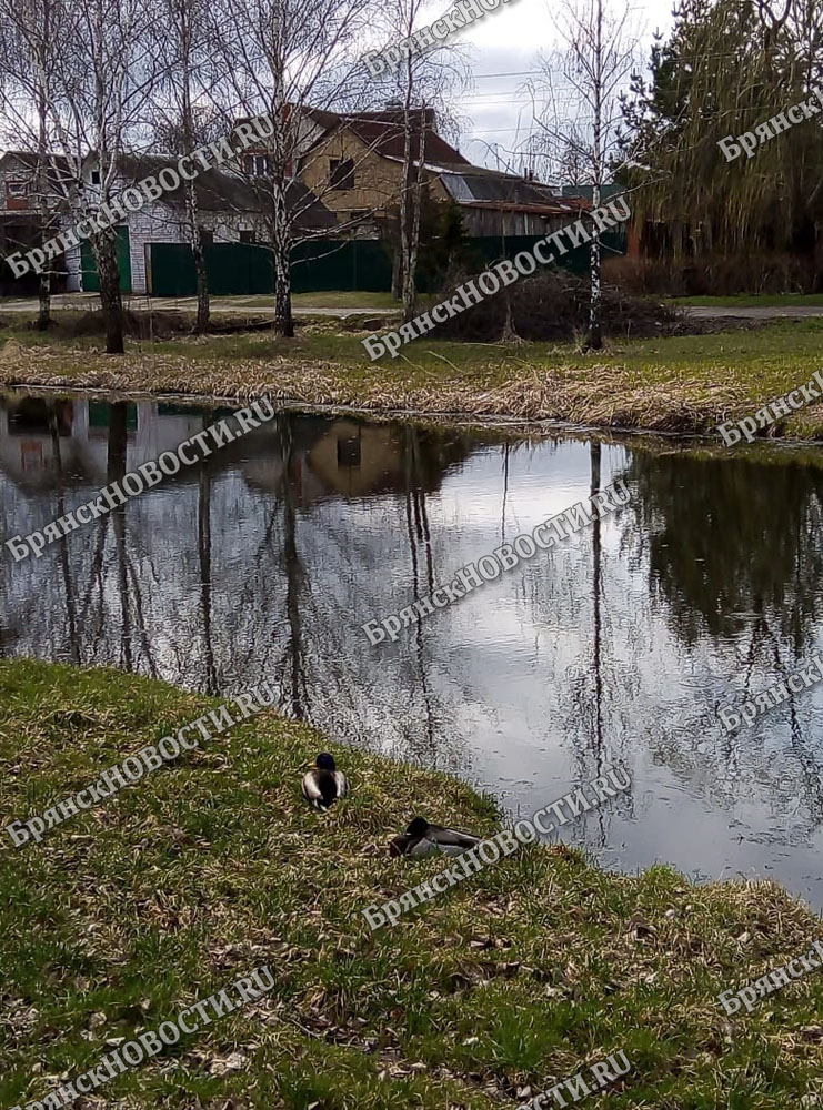 Завтра снова дожди в Брянской области