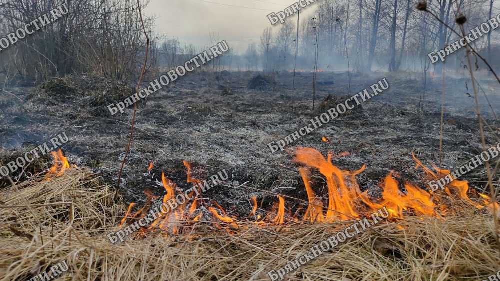 В Новозыбковском округе за выходные службы зафиксировали два ландшафтных пожара