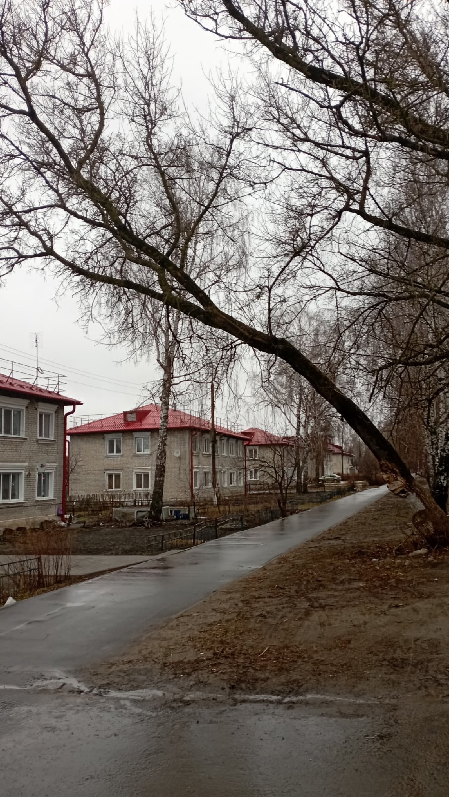 На проспекте в поселке Локоть опасно наклонилось аварийное дерево •  БрянскНОВОСТИ.RU