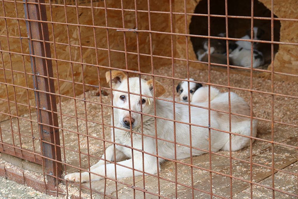 В приюте для собак в Брянске будут стерилизовать животных