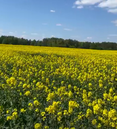 Брянских красавиц аграрии пригласили на фотосессии в чистое поле