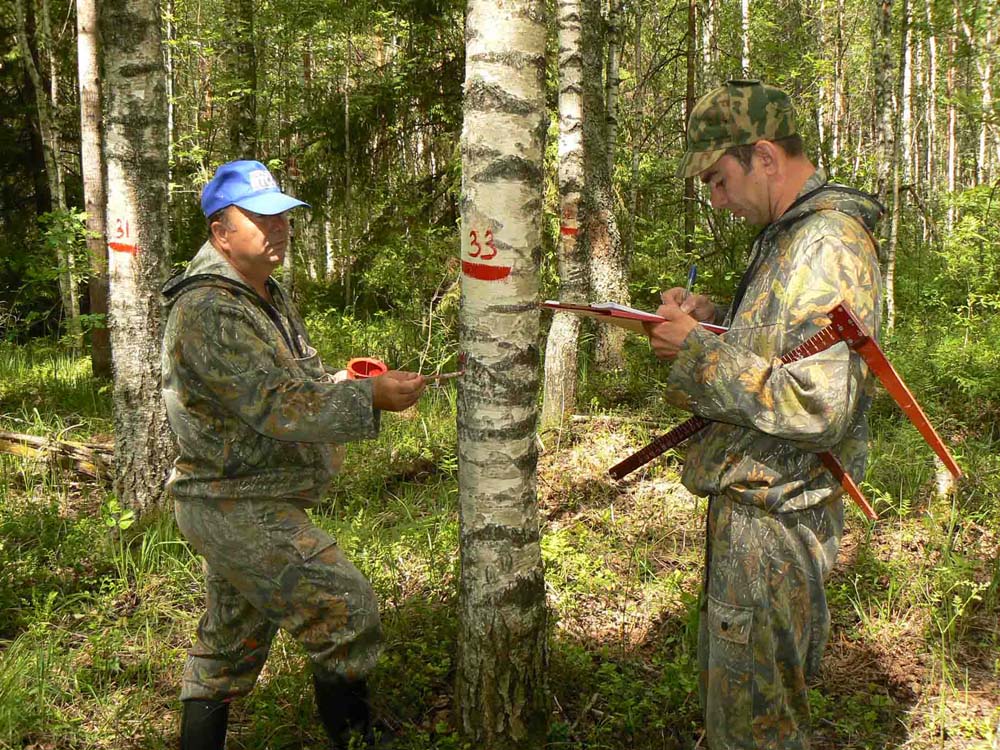 В Брянской области определят целевое назначение лесов. Начнут с четырех лесничеств