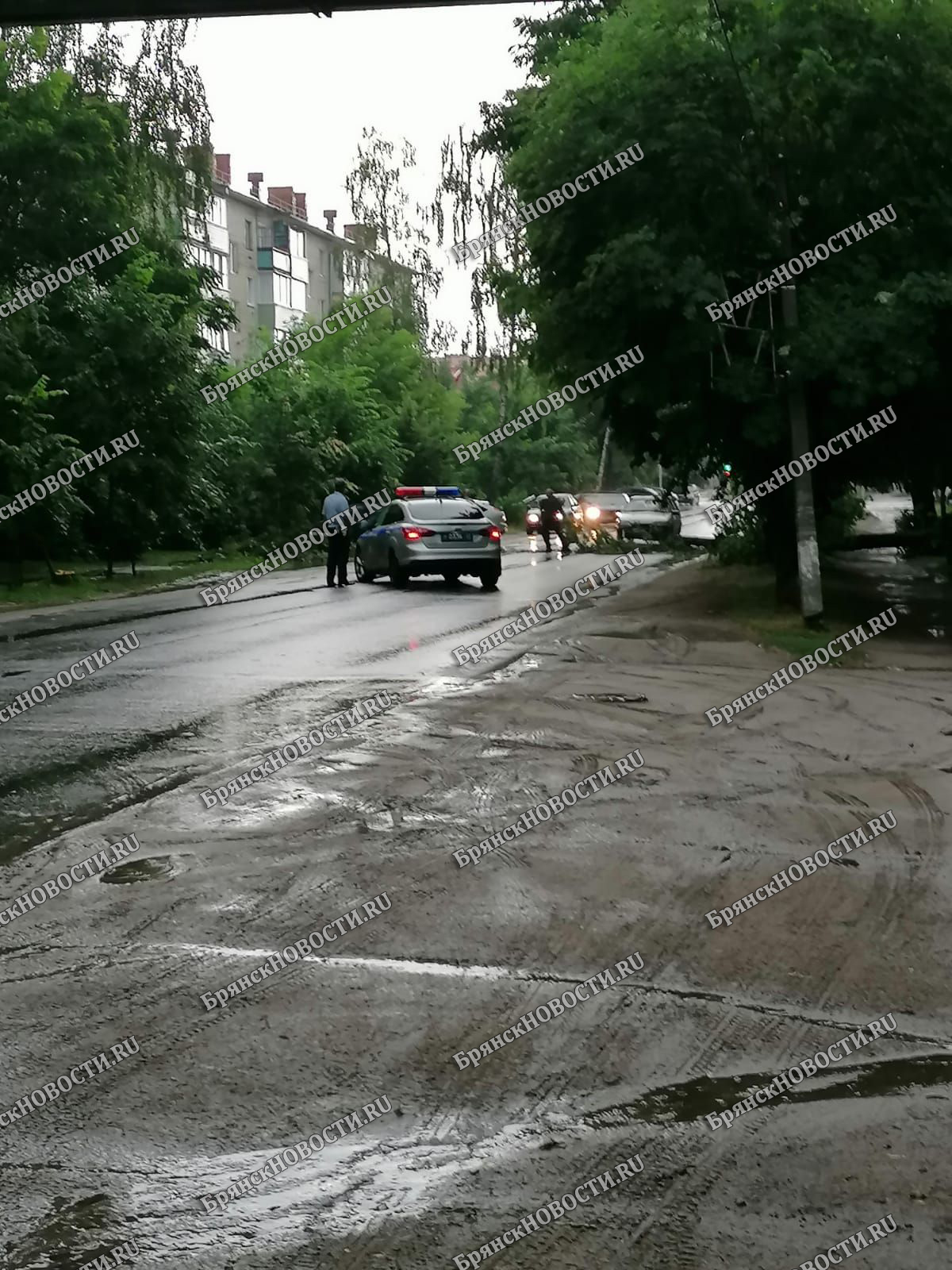 В Новозыбкове сообщают о поваленном непогодой дереве
