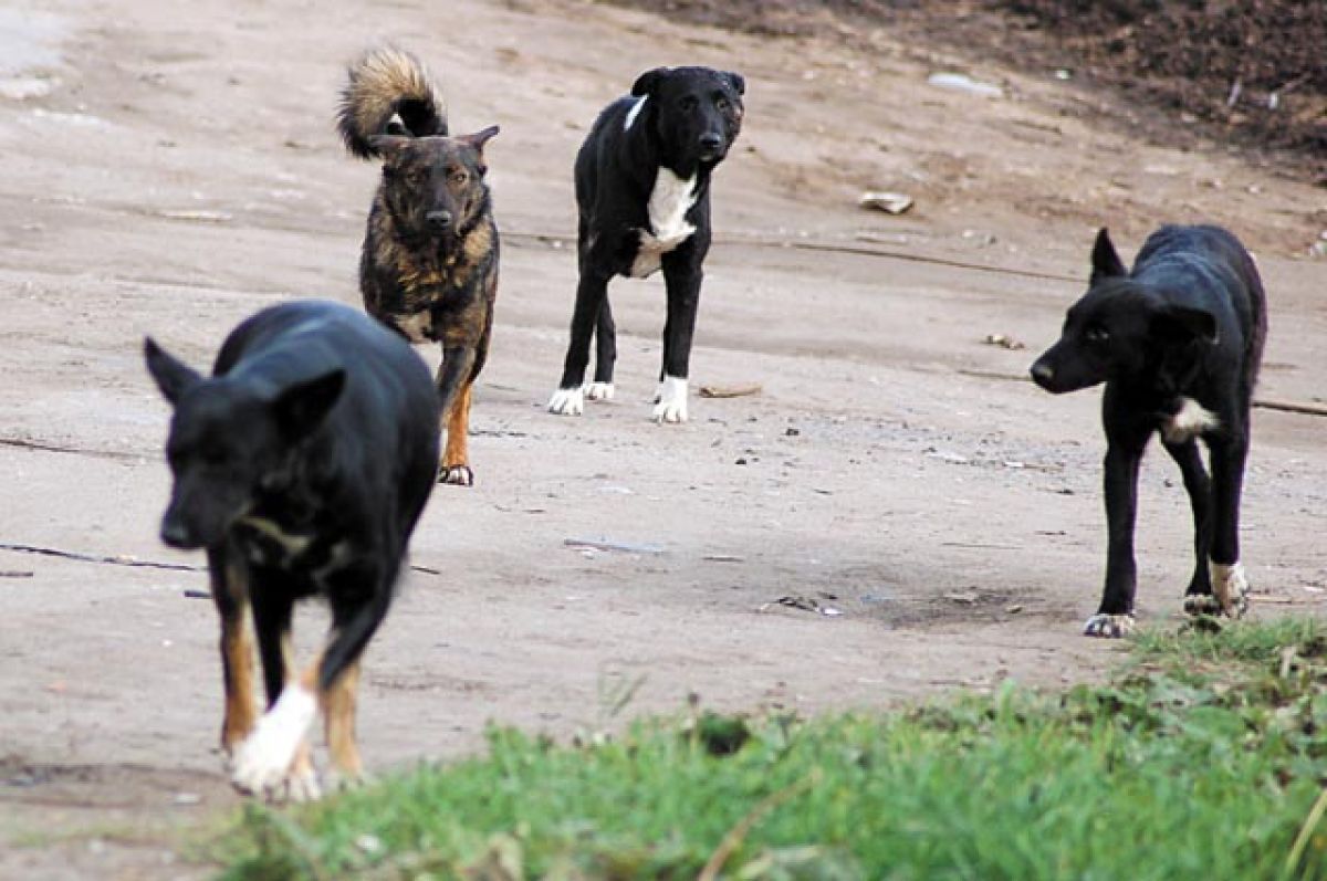 В Выгоничском районе ситуацию с бездомными собаками пустили на самотек