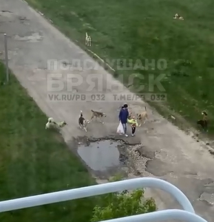 В Фокинском районе Брянска стая собак напугала женщину с ребенком