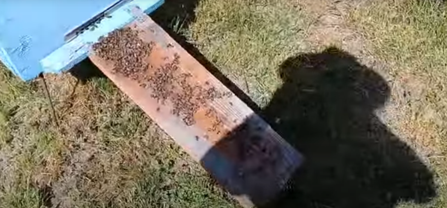 «Всю летную пчелу погубили». На пасеке в Стародубском районе началась массовая гибель пчел