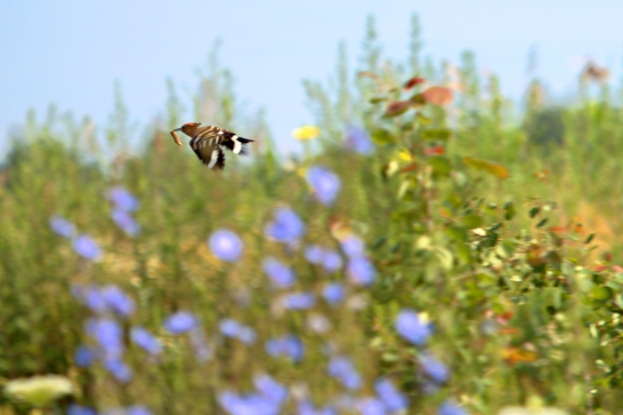Житель Клинцов сфотографировал экзотических птиц брянского края – удодов
