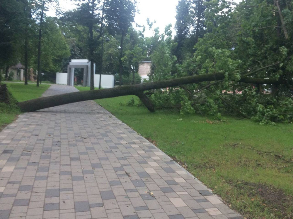 В Брянске под шквалистым ветром деревья рухнули на автомобили, автобус и остановку