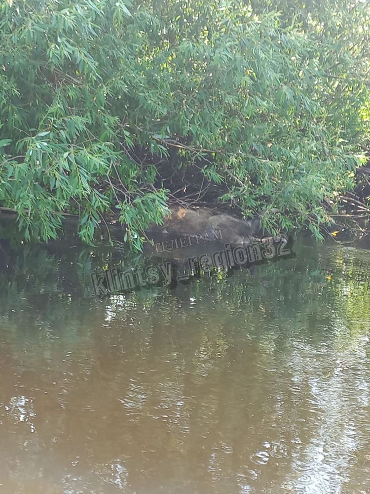 В Клинцовском районе в реке Ипуть заметили тушу дикого кабана