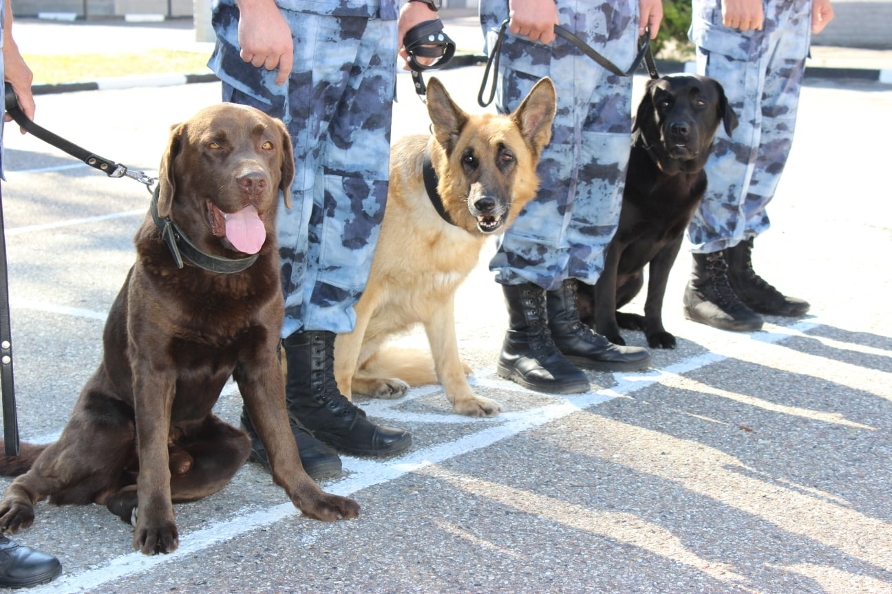 Минно-разыскные собаки помогают найти оружие и тайники с боеприпасами в Брянской области