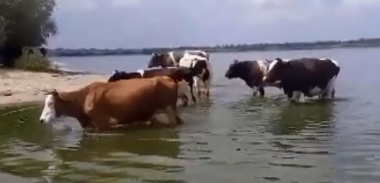 «Где люди купаются, там и коровы. Я в шоке». Отдыхающая показала популярный пляж в Брянске