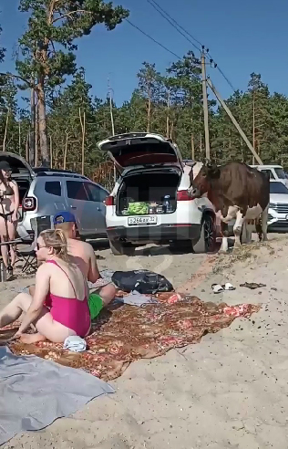 Коровы отвоевывают место у воды на пляже в Брянске