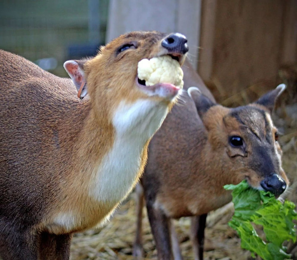 Китайскому оленю в зоопарке Брянска выбирают имя