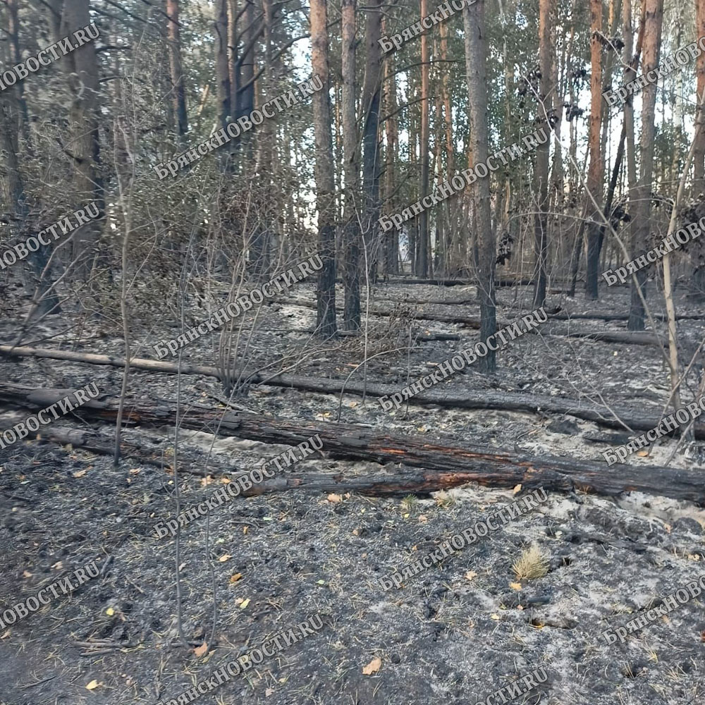 Житель Суражского района спалил гектары леса