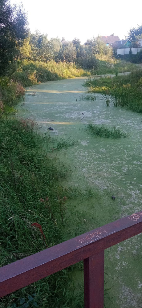 Зеленой тиной затянуло речку в поселке Климово