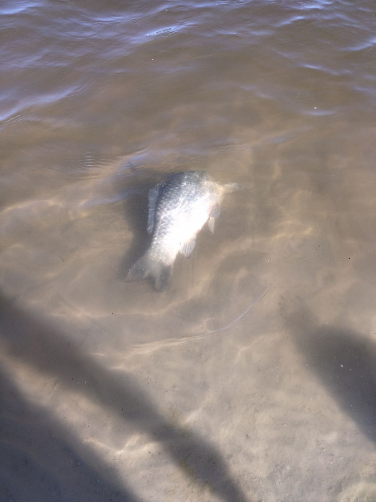 На пляже в Мглине стала всплывать мертвая рыба