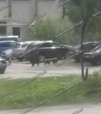 Стая собак основательно обжилась в районе ГАТП в Новозыбкове