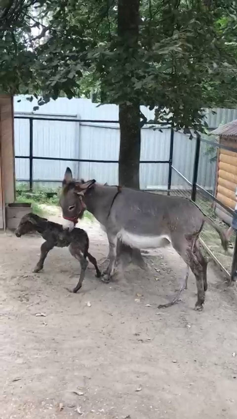 В зоопарке Брянска в семействе осликов Бони и Моисея родился малыш