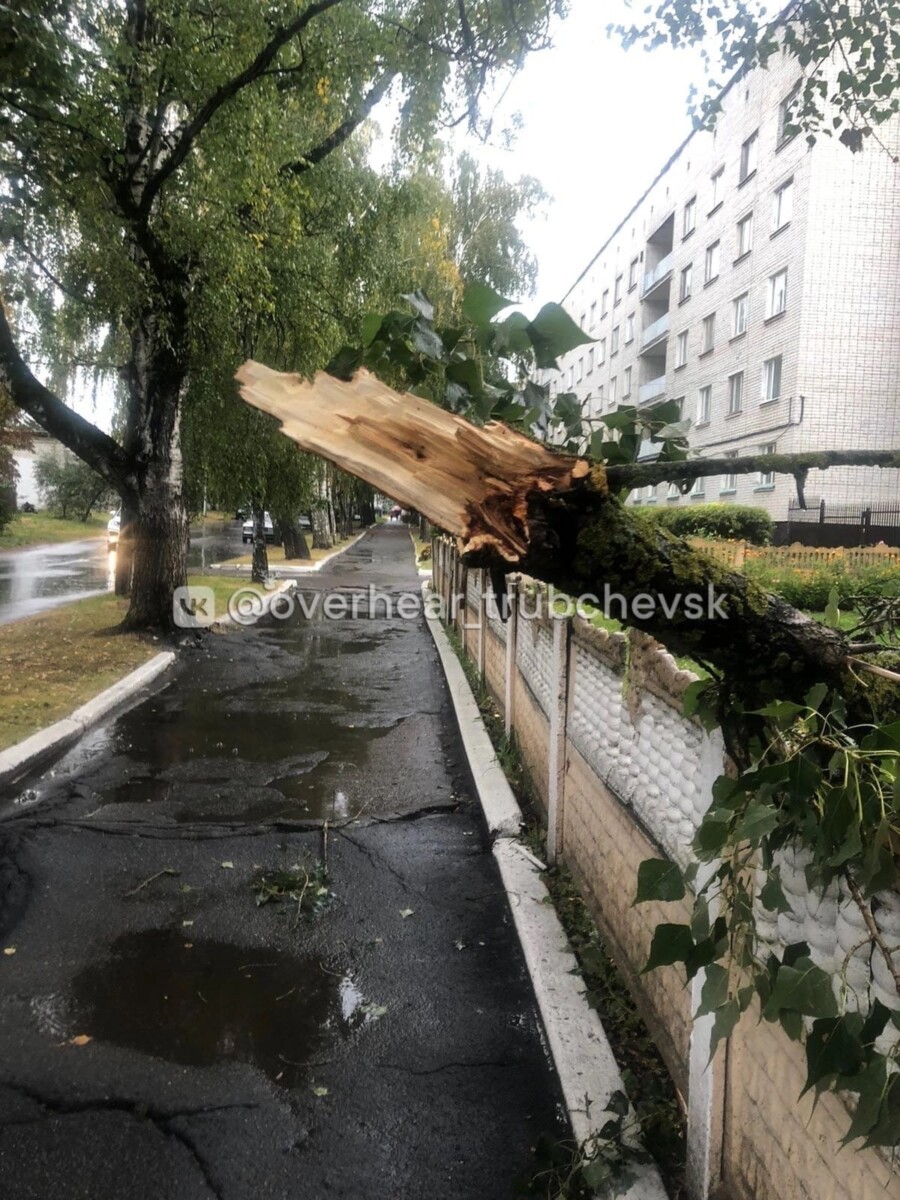 В Трубчевске рухнувшее дерево чуть не придавило маму с ребенком